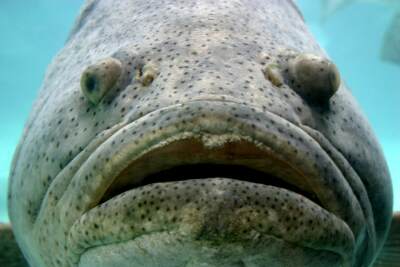 Image of Google Grouper