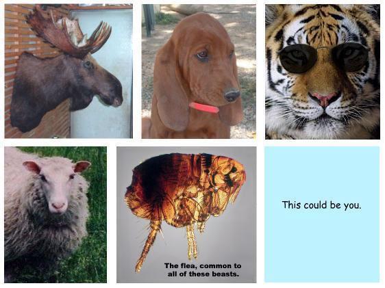 Photos of animals resembling some Usenet friends