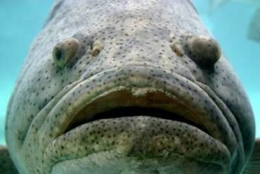 Photo of Google Grouper