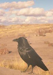 crow in desert