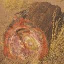 close
petrified log